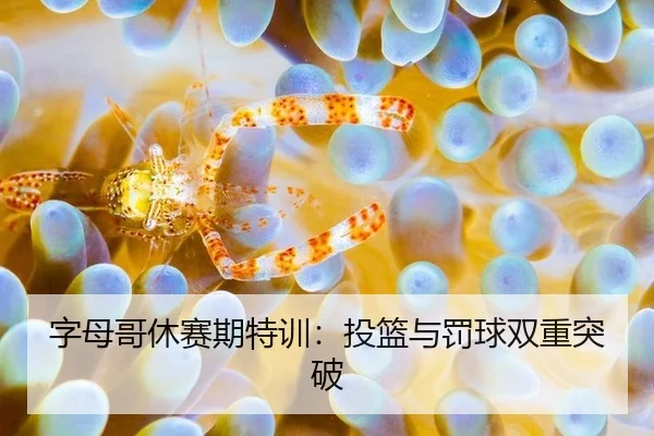 字母哥休赛期特训：投篮与罚球双重突破